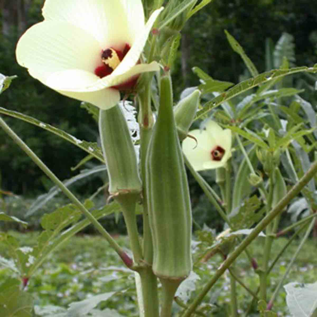 Abelmoschus Moschatus 20/500/2,500 Seeds, Hibiscus Fragrant Musk Mallow, Musk Okra