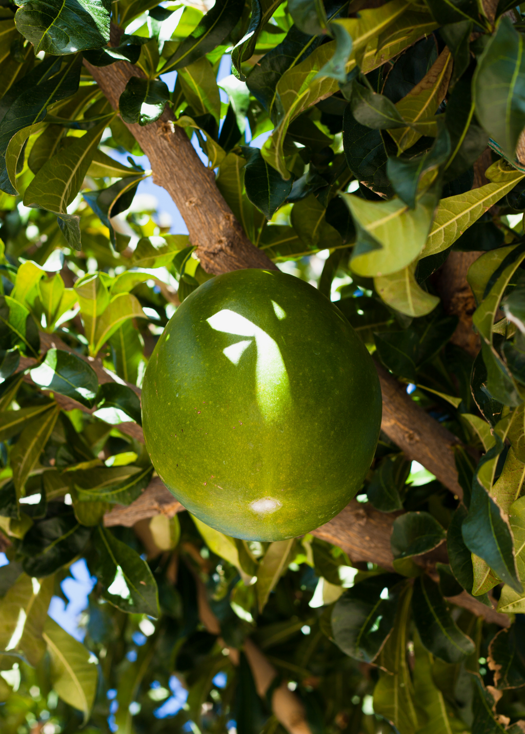Abiu (Pouteria caimito)