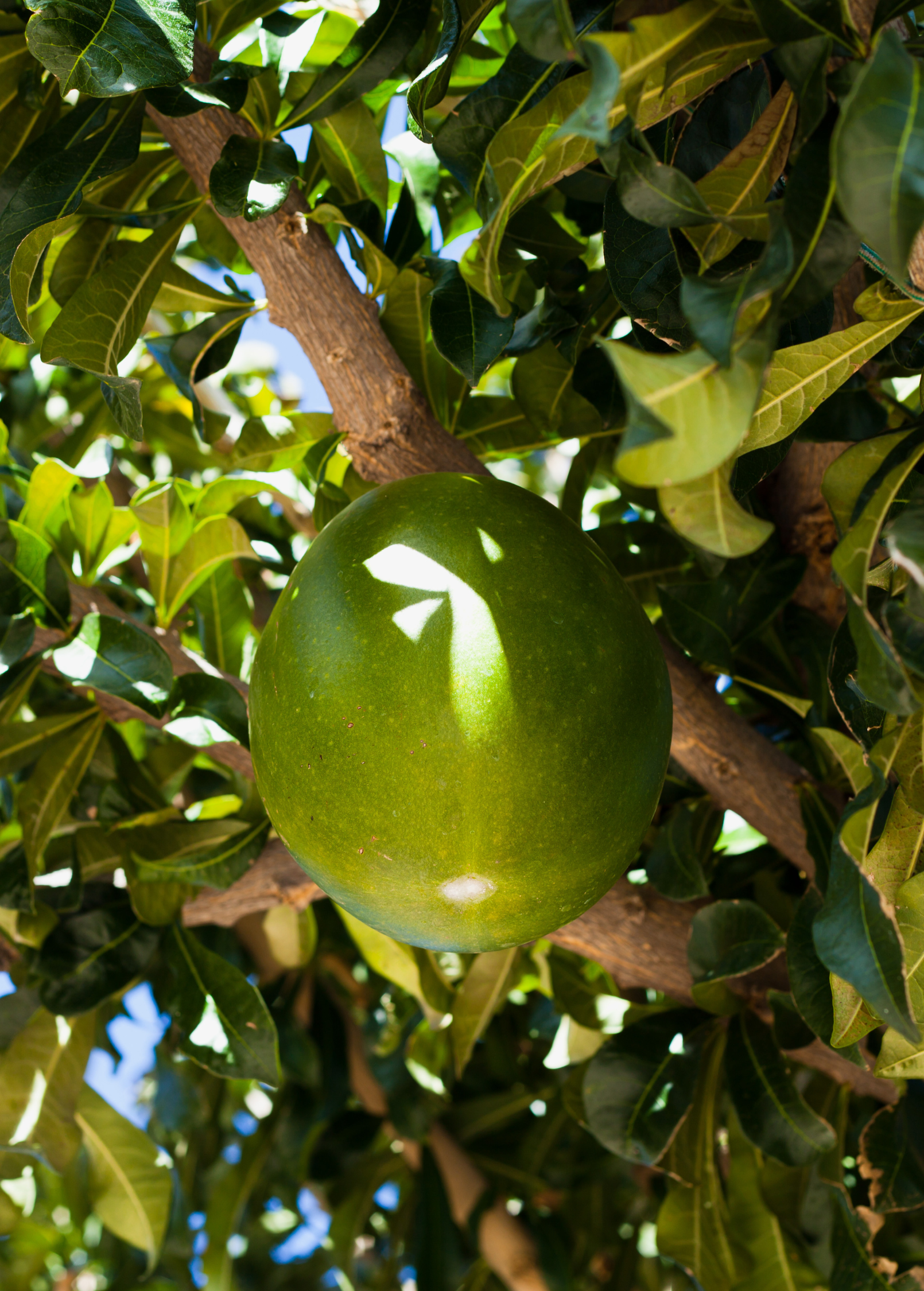 Abiu (Pouteria caimito)