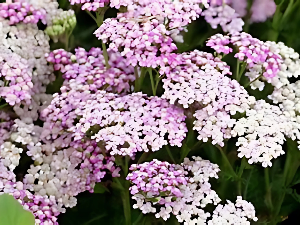 Achillea Oertel's Rose