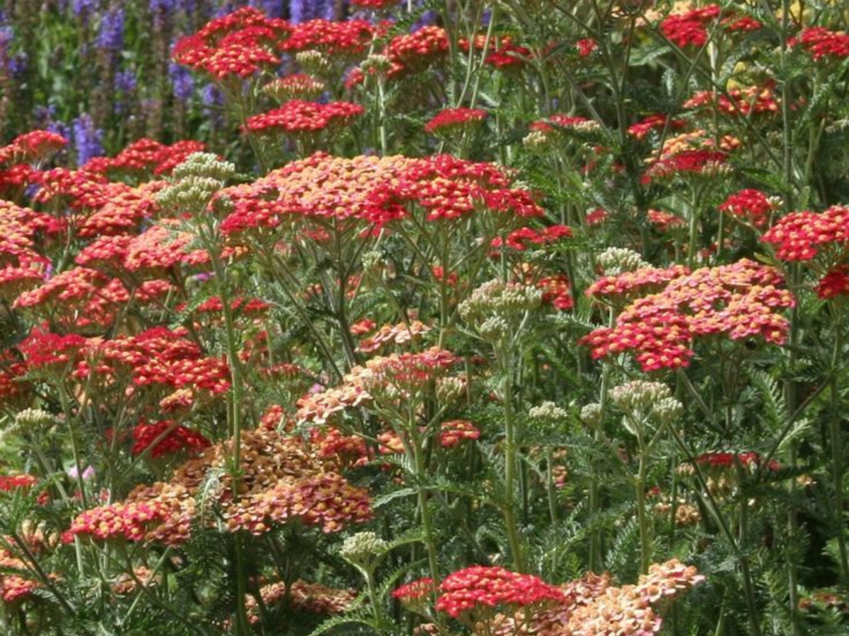 Achillea 'Paprika'