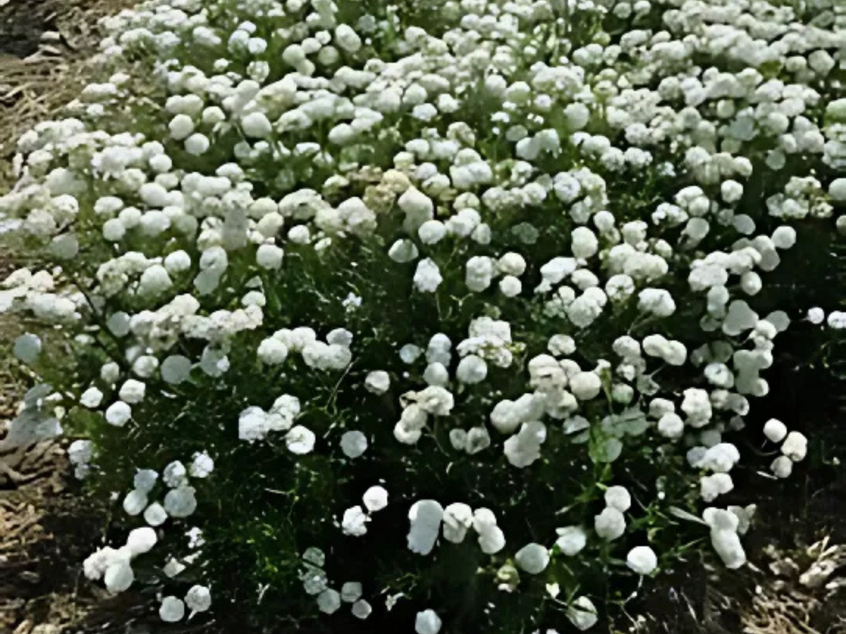 Achillea 'Peter Cottontail