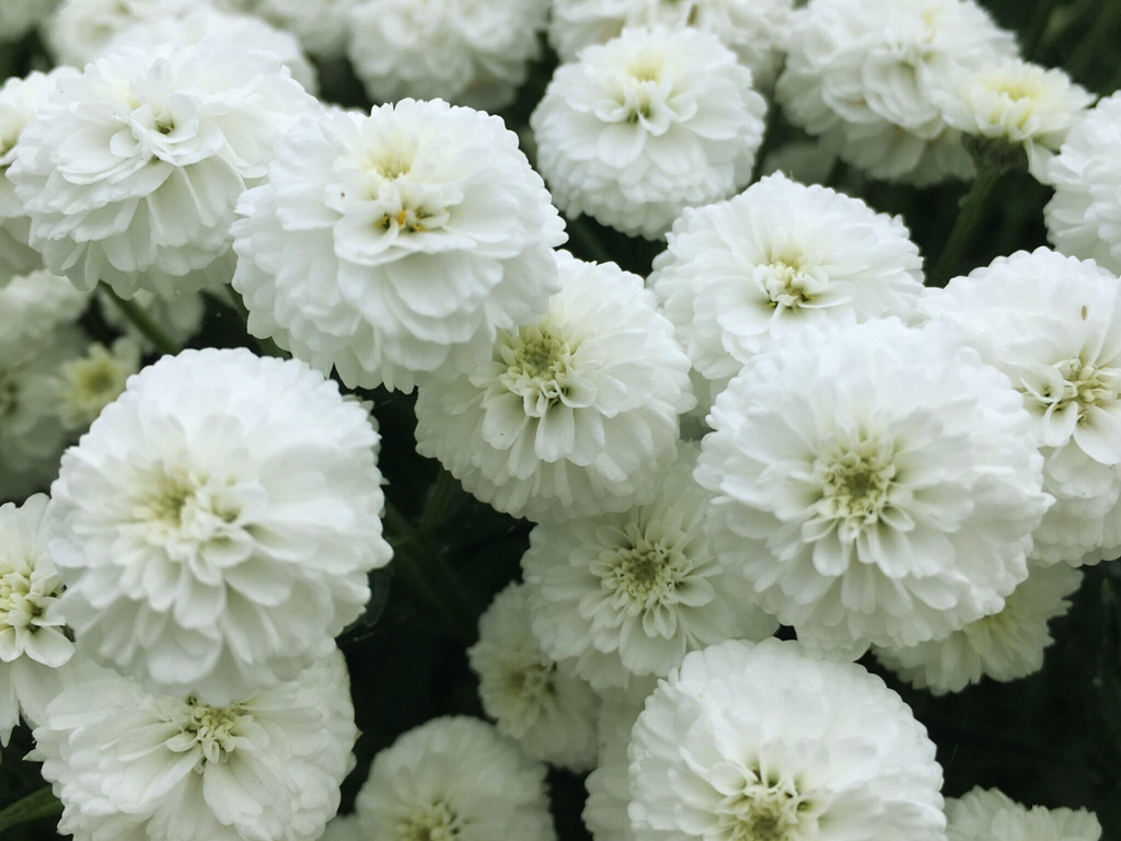 Achillea 'Peter Cottontail