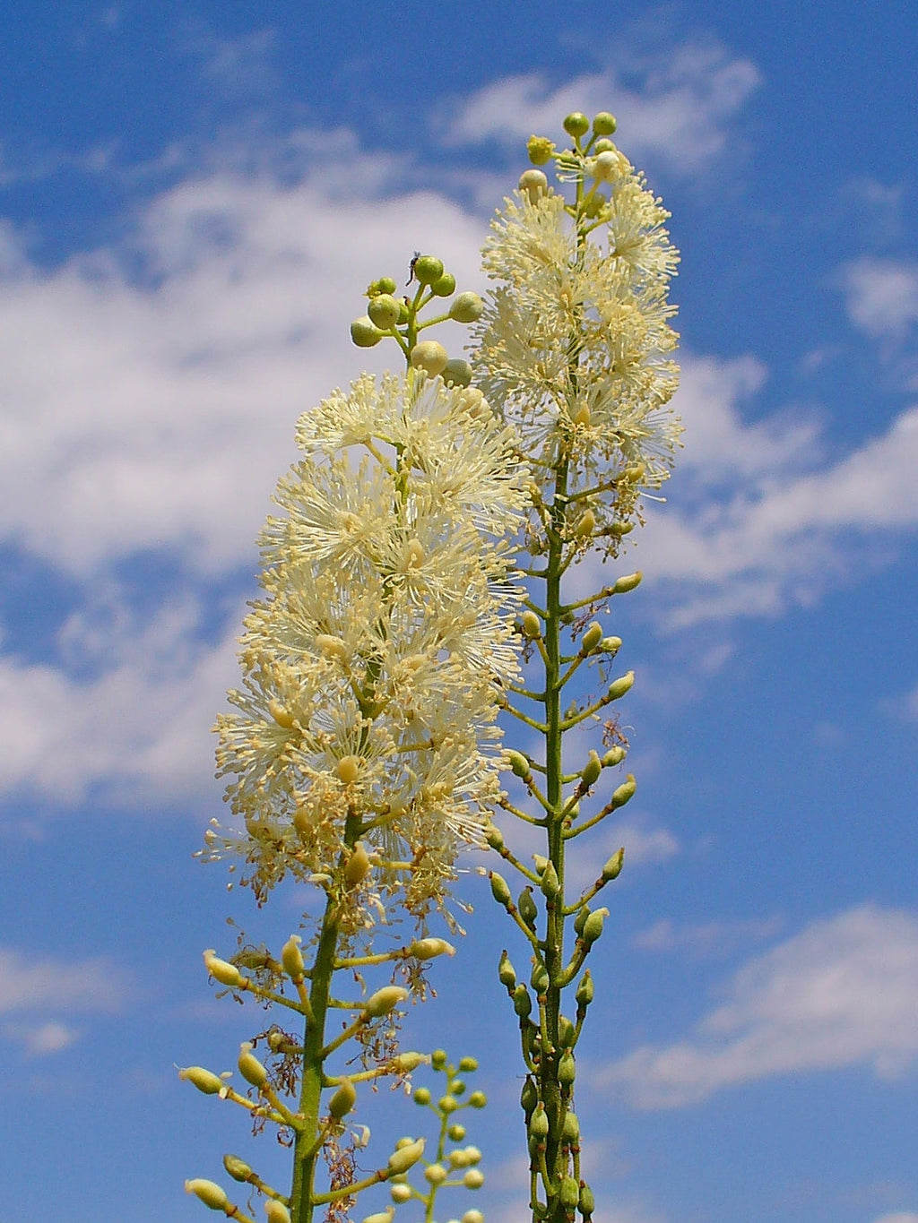 250 Black Cohosh Seeds - Cimicifuga racemosa - Non-GMO Medicinal Plant