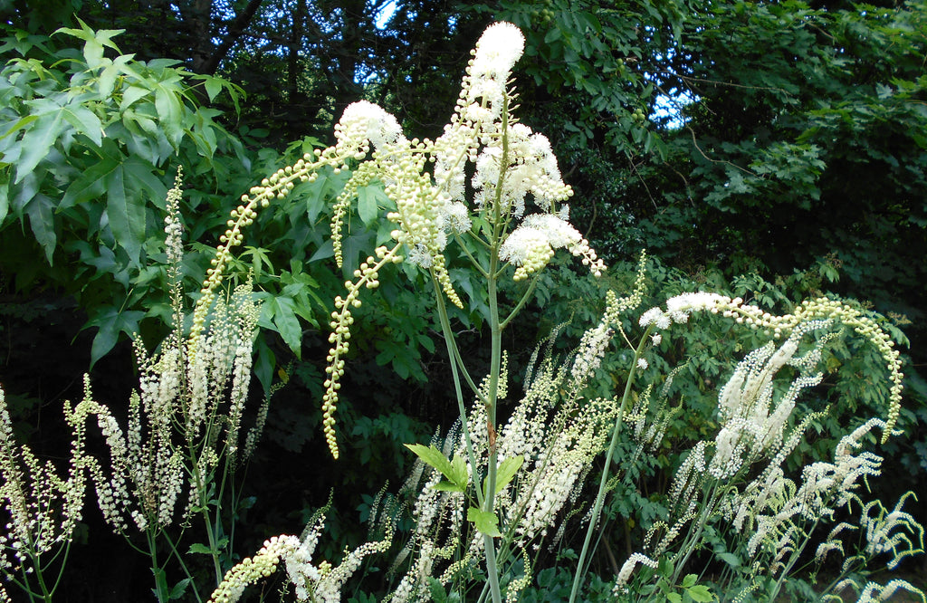 250 Black Cohosh Seeds - Cimicifuga racemosa - Non-GMO Medicinal Plant