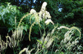 250 Black Cohosh Seeds - Cimicifuga racemosa - Non-GMO Medicinal Plant