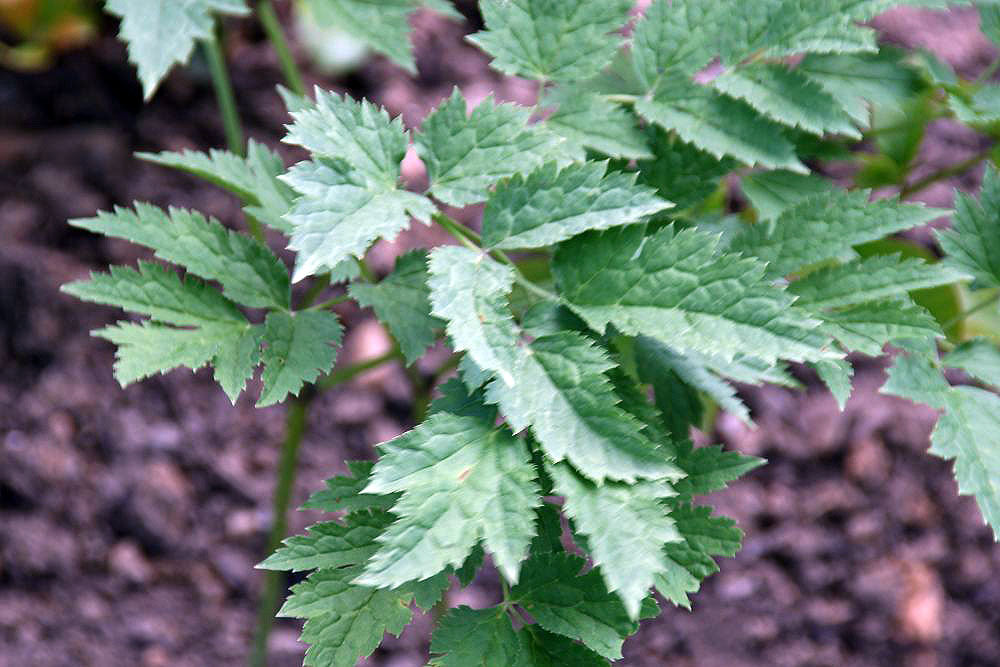 250 Black Cohosh Seeds - Cimicifuga racemosa - Non-GMO Medicinal Plant