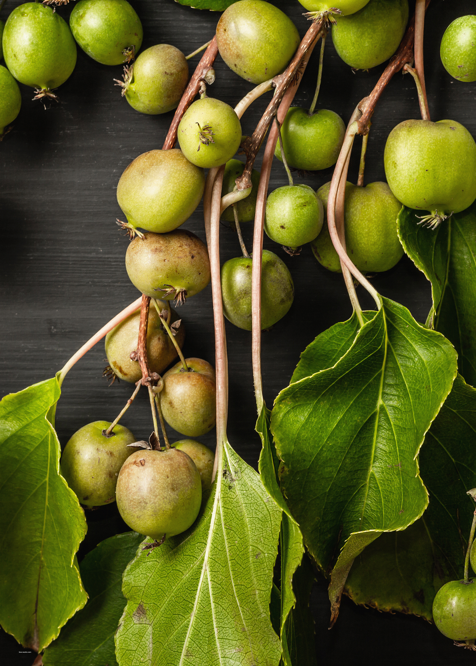 Kiwi 'Prolific' (Actinidia arguta)