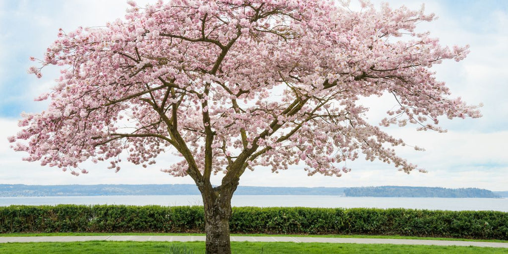 Ornamental Cherry tree 'Autumnalis Flowering Cherry Tree'