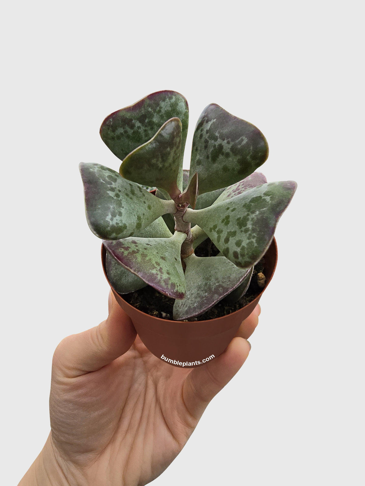 Calico Hearts Succulent