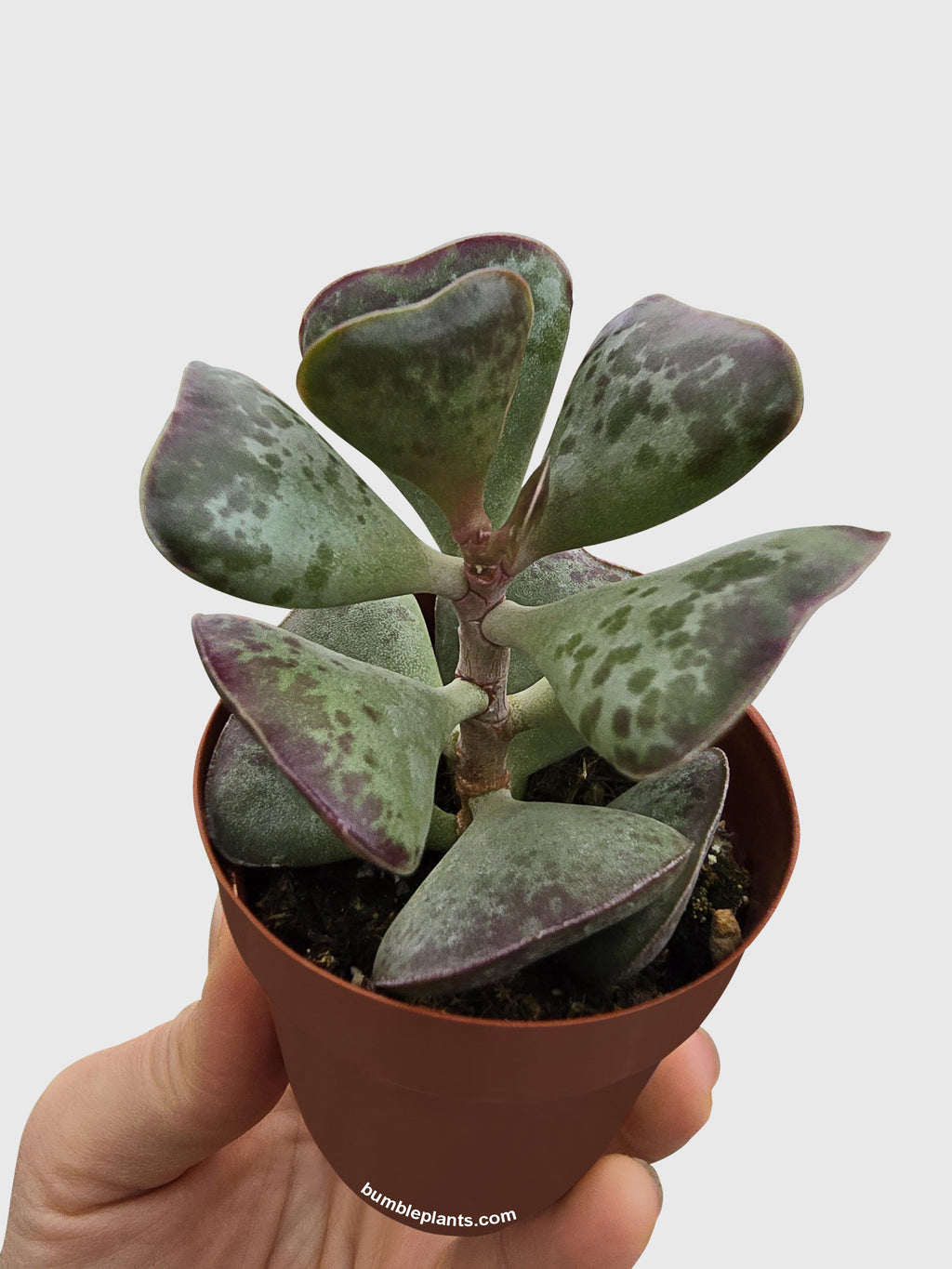 Calico Hearts Succulent
