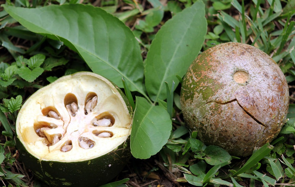 Aegle Marmelos 8 Seeds, Indian Bael Fruit, Golden Apple Shrub Tree, Bengal Quince