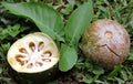 Aegle Marmelos 8 Seeds, Indian Bael Fruit, Golden Apple Shrub Tree, Bengal Quince
