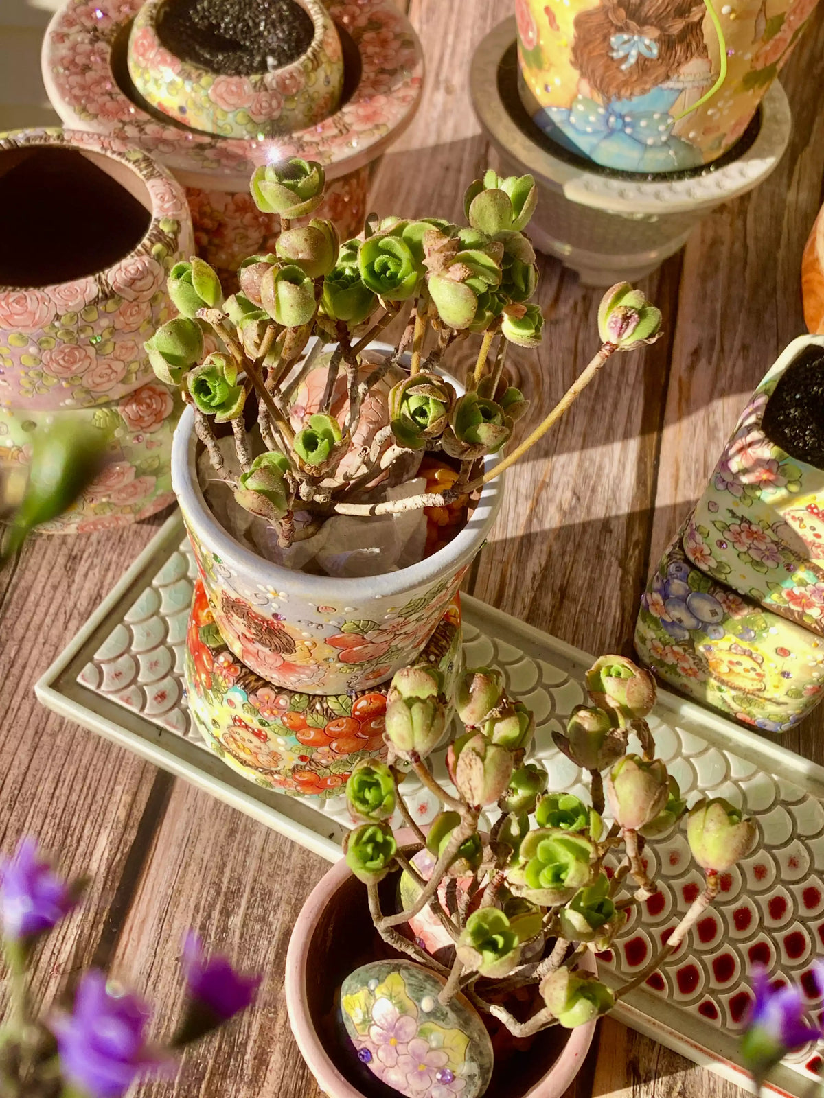 Aeonium Saundersii Pinheads