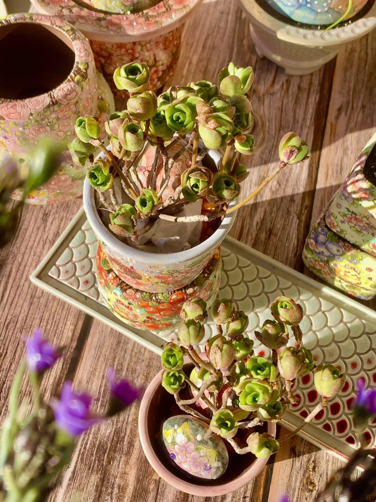 Aeonium Saundersii Pinheads
