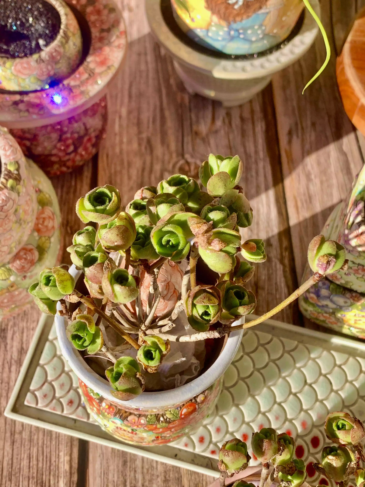 Aeonium Saundersii Pinheads
