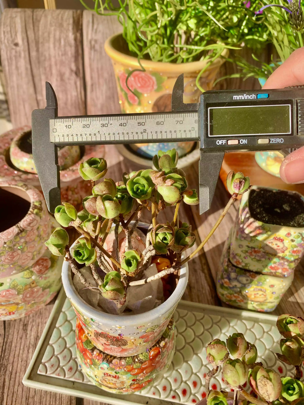 Aeonium Saundersii Pinheads