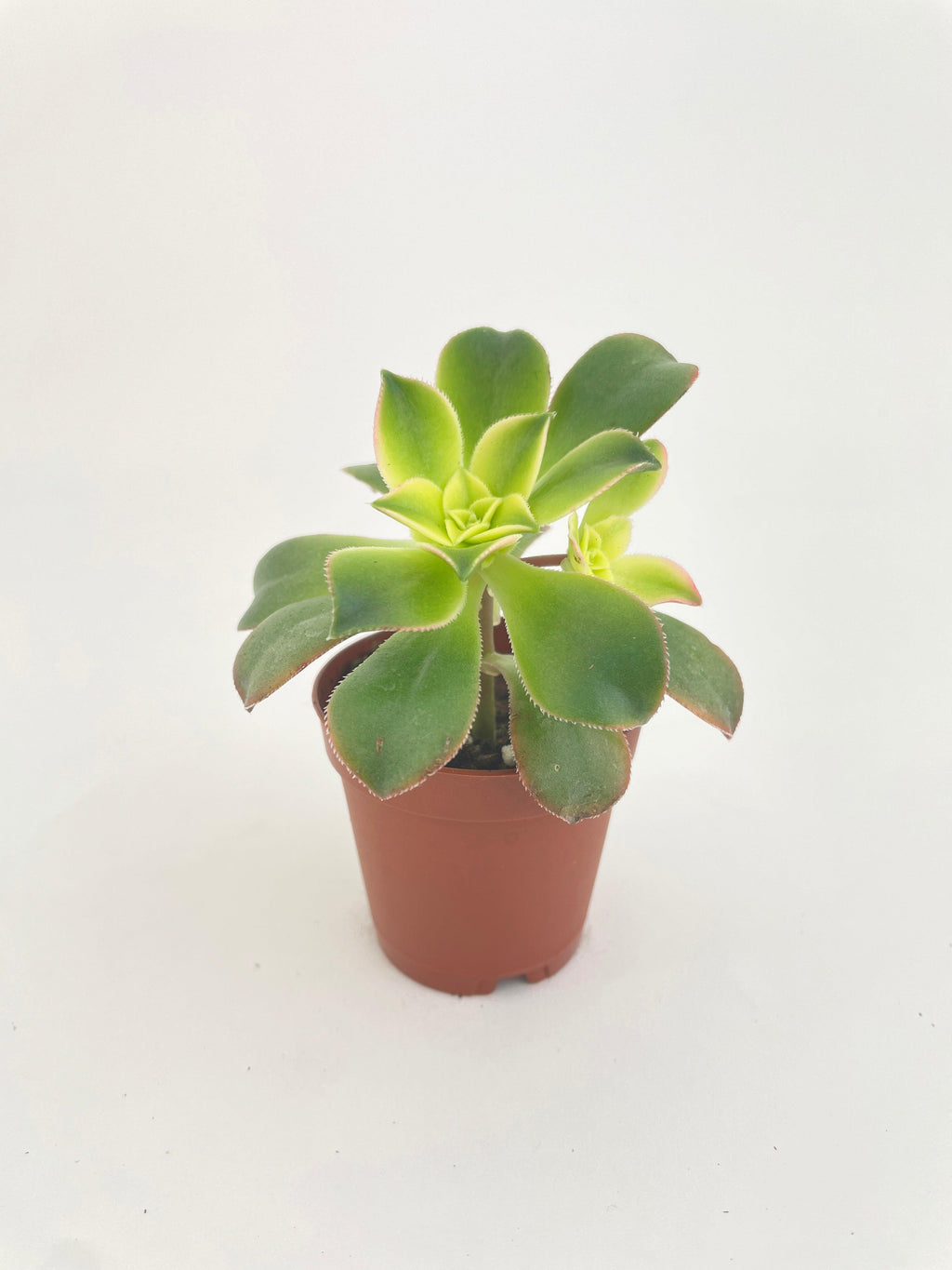Aeonium 'Kiwi' Succulent