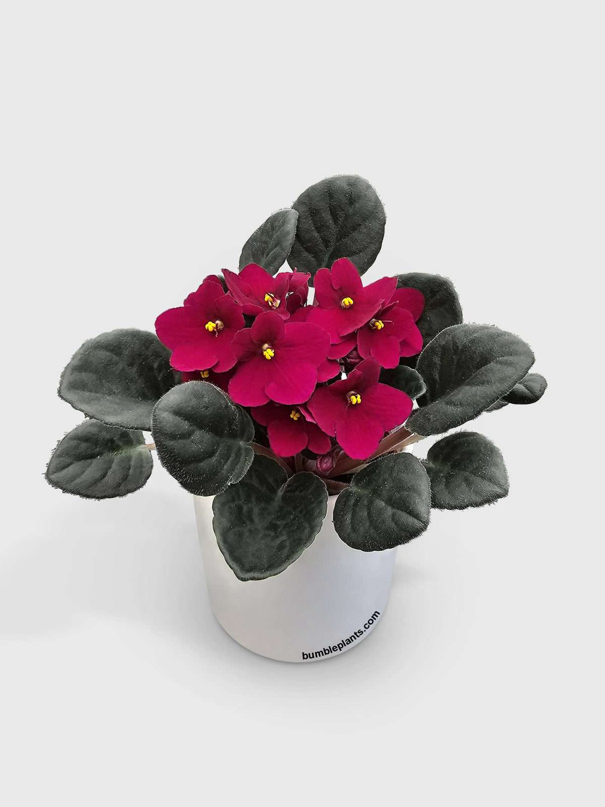 African Violet Saintpaulia