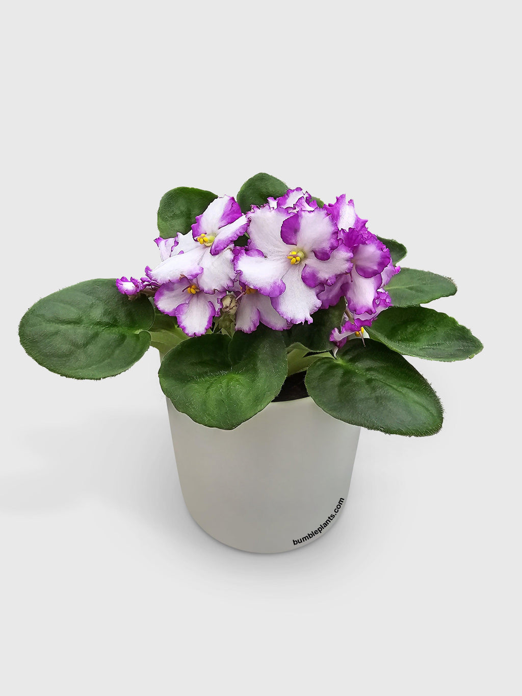 African Violet Saintpaulia