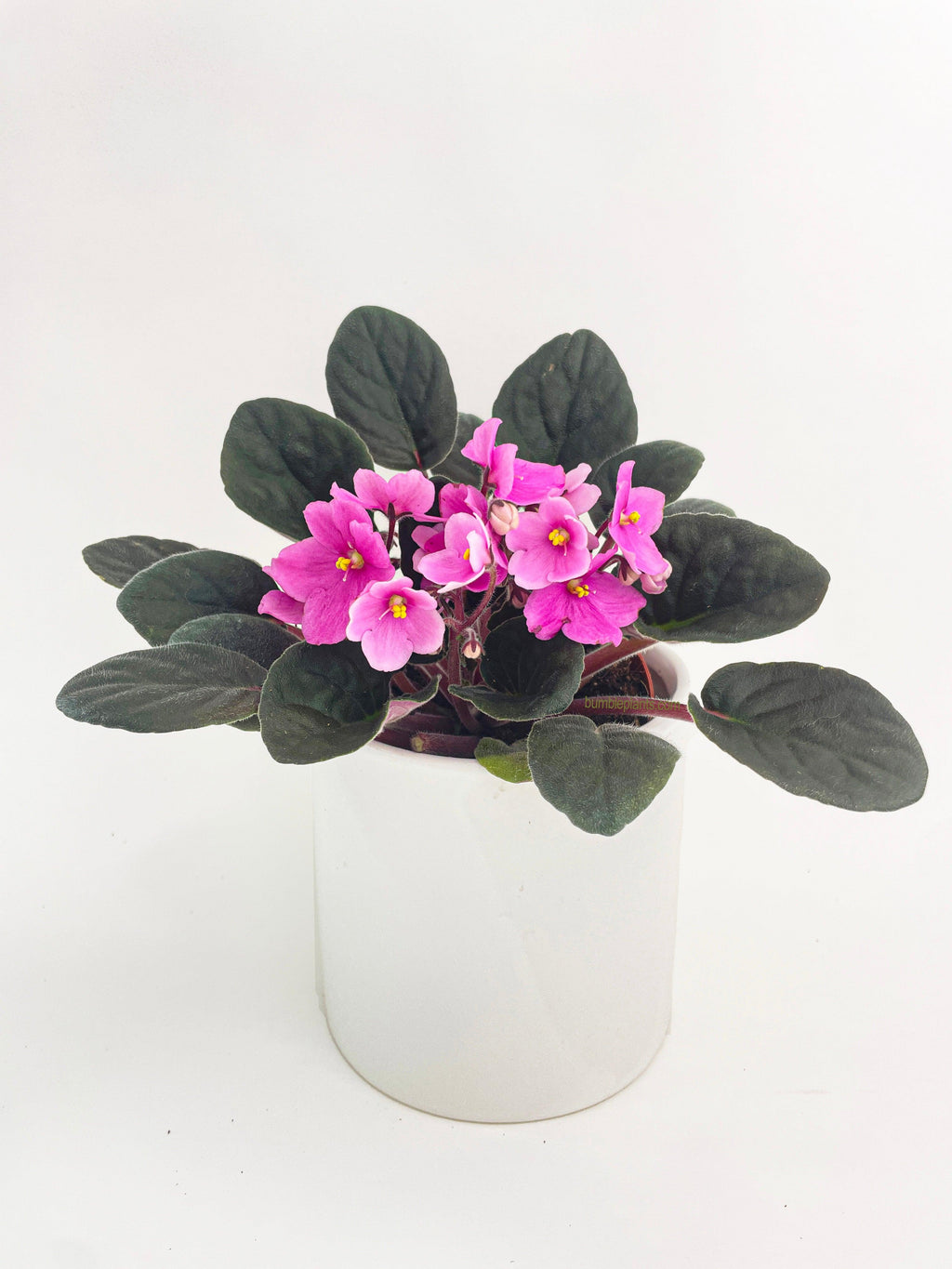 African Violet Saintpaulia