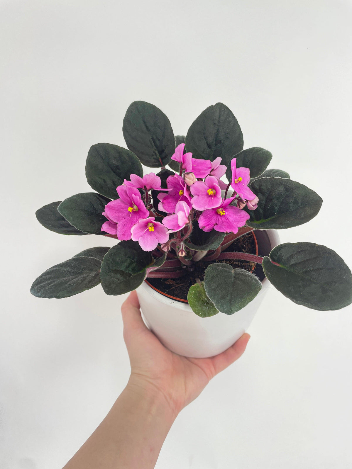 African Violet Saintpaulia