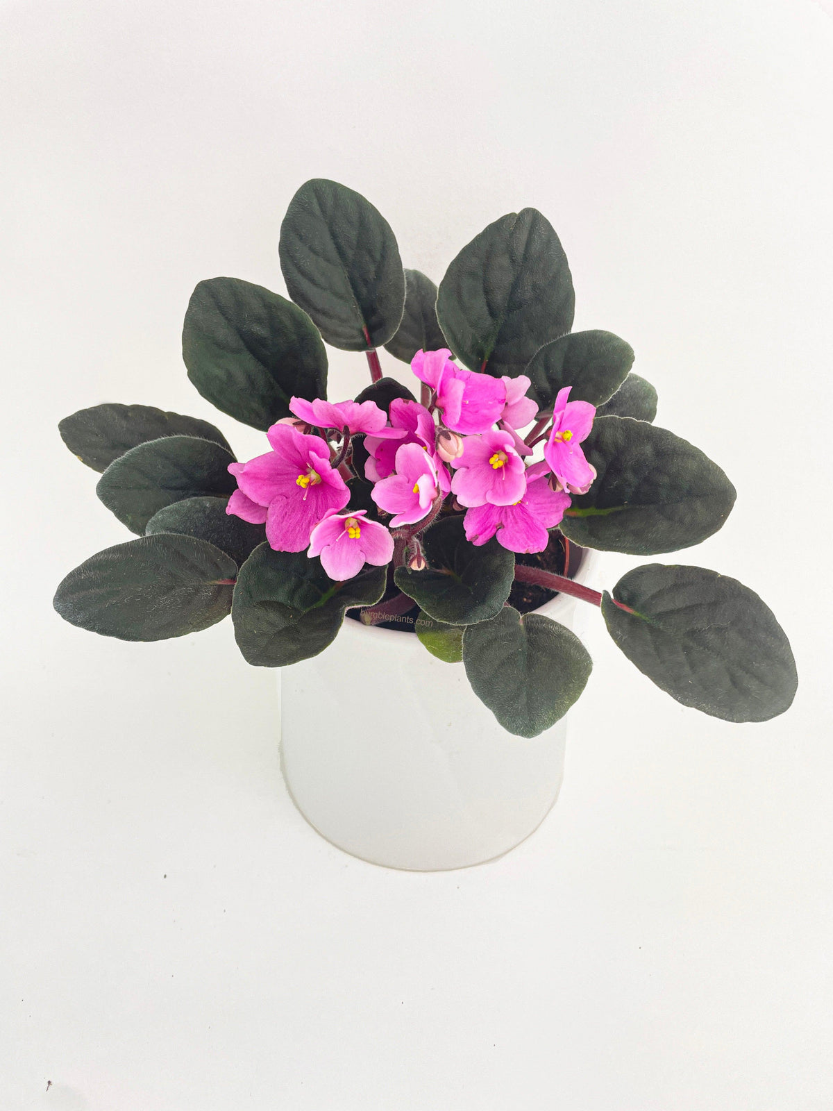 African Violet Saintpaulia