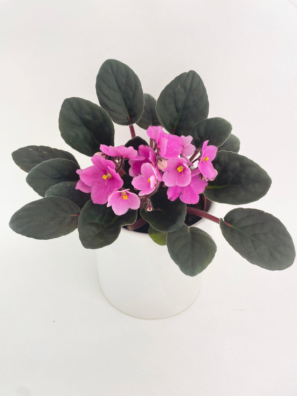 African Violet Saintpaulia