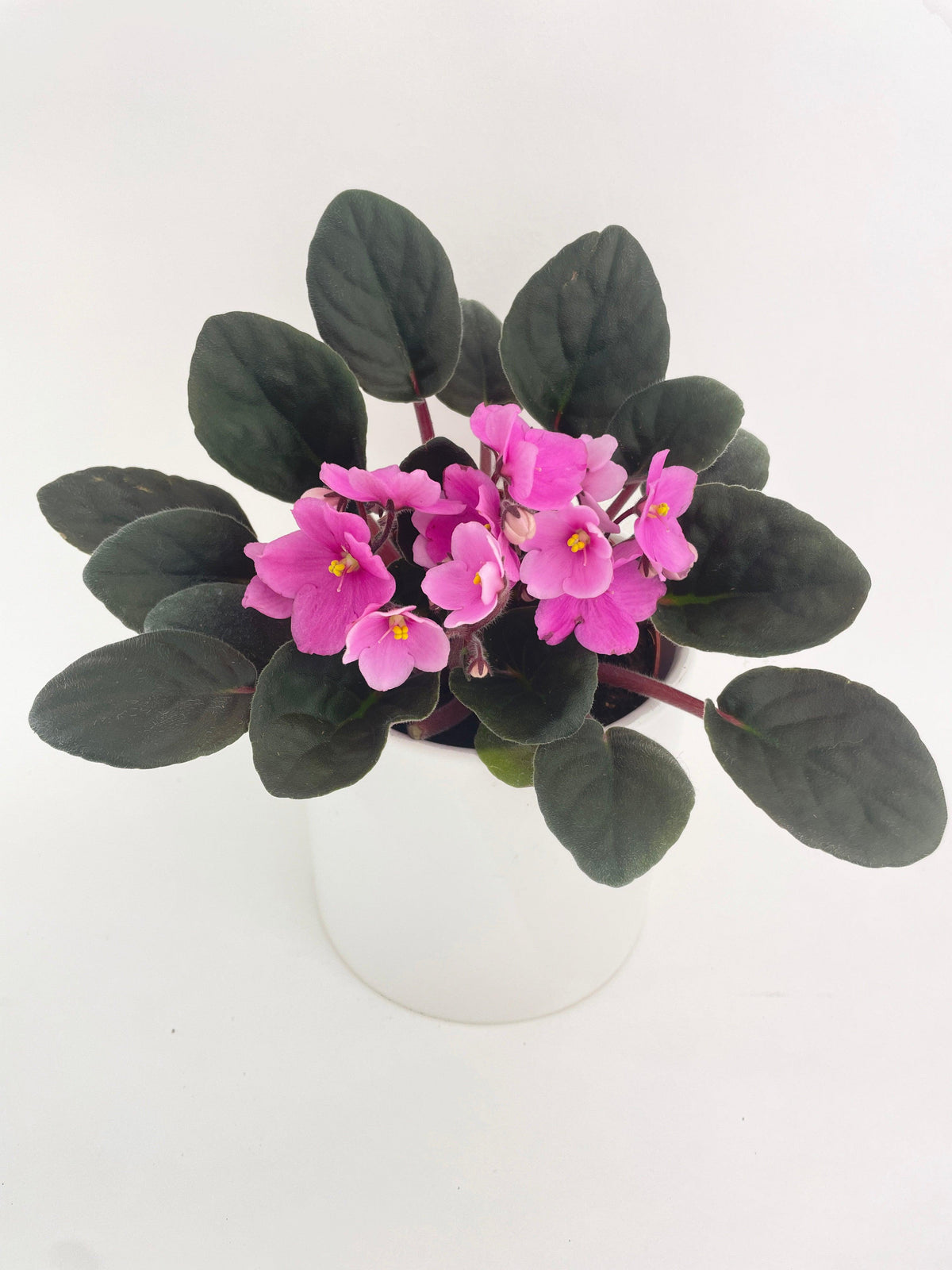 African Violet Saintpaulia