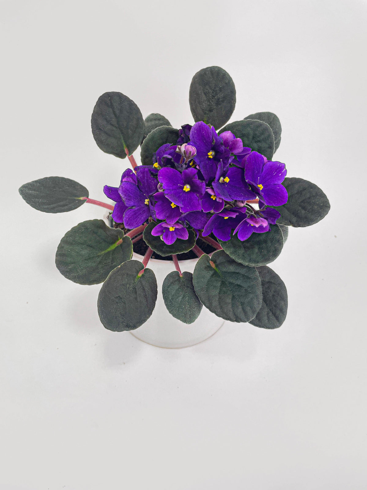 African Violet Saintpaulia