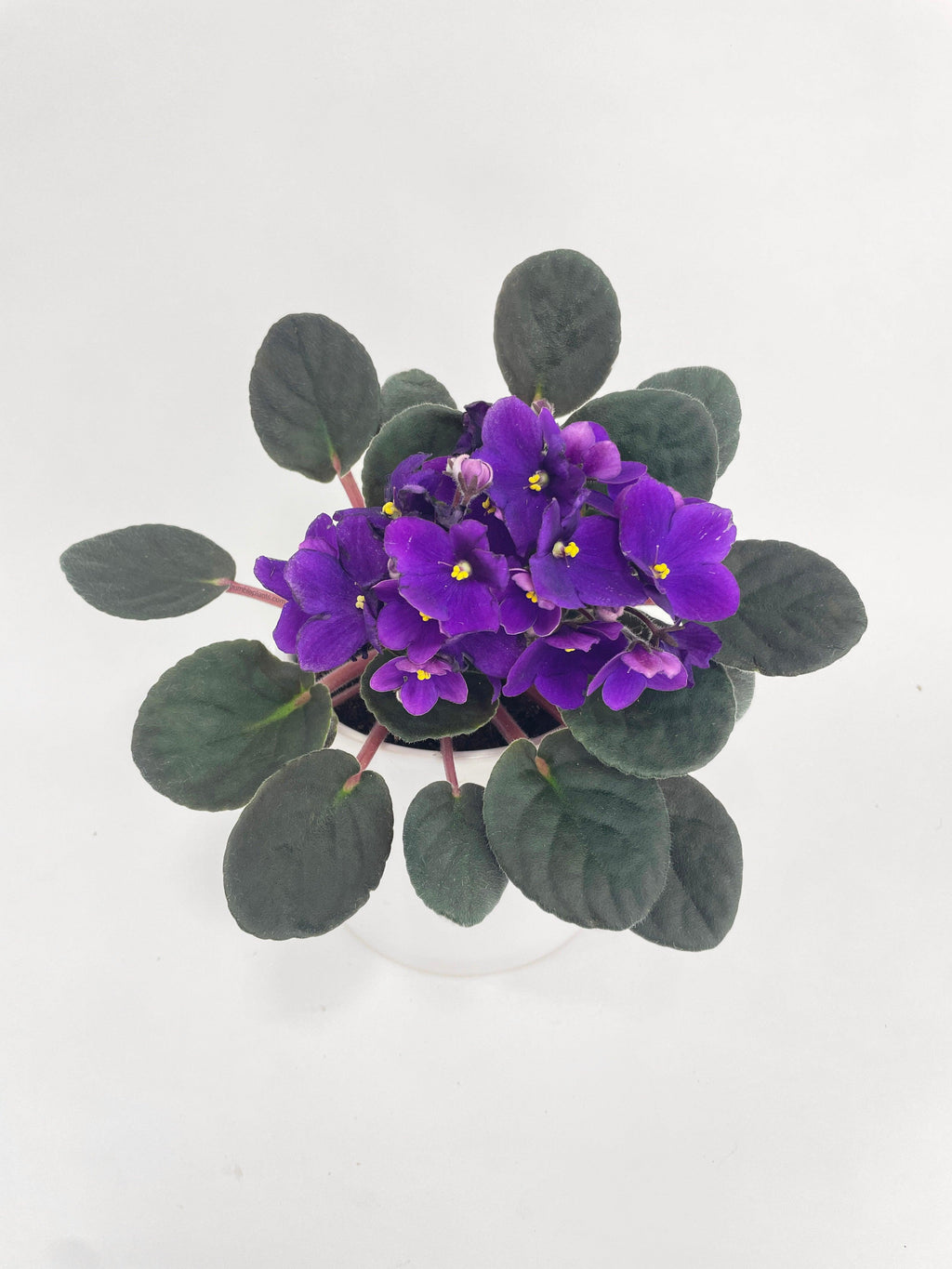 African Violet Saintpaulia