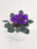 African Violet Saintpaulia