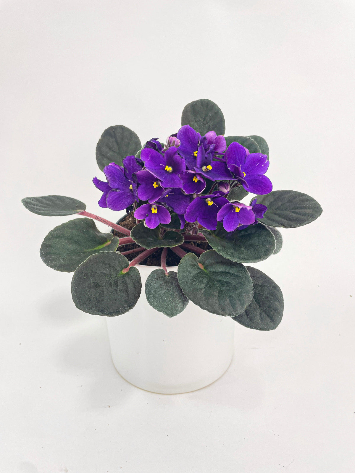 African Violet Saintpaulia