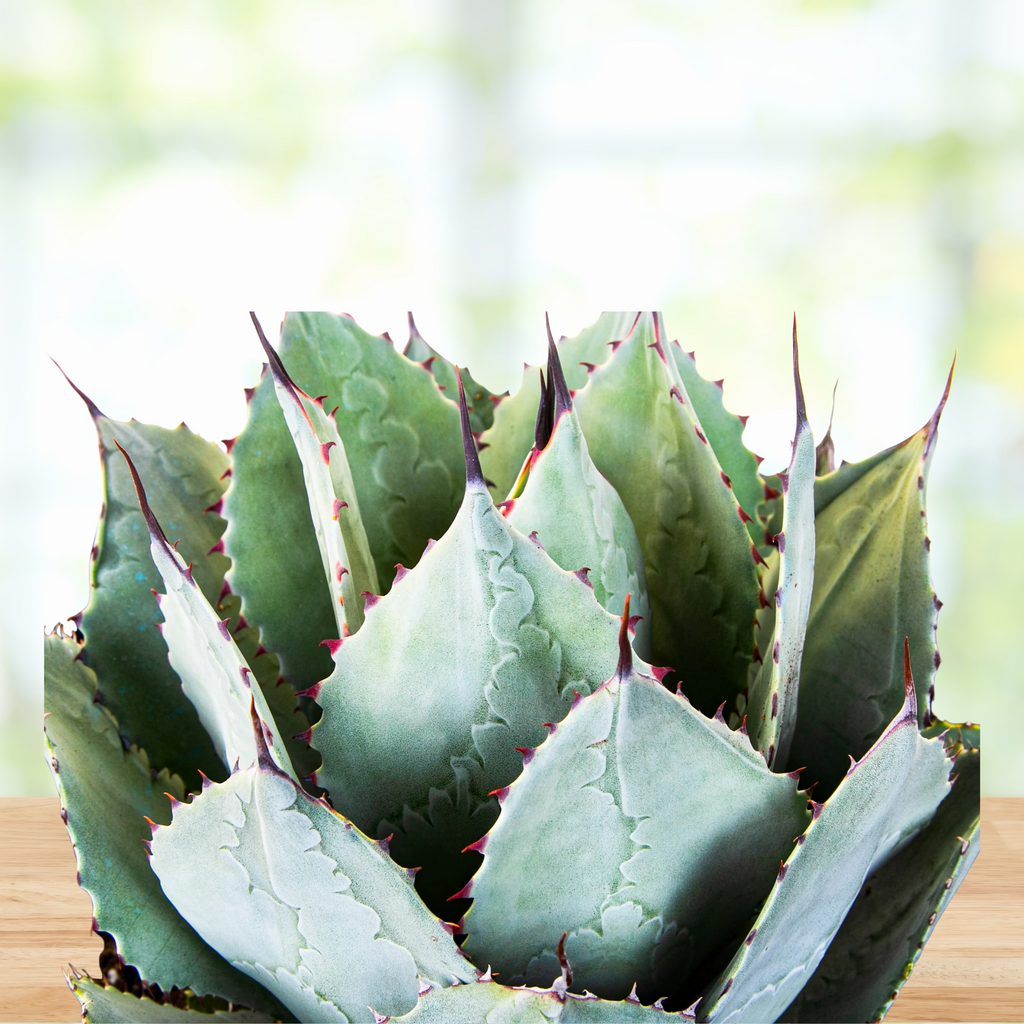 Agave Parryi Huachucensis