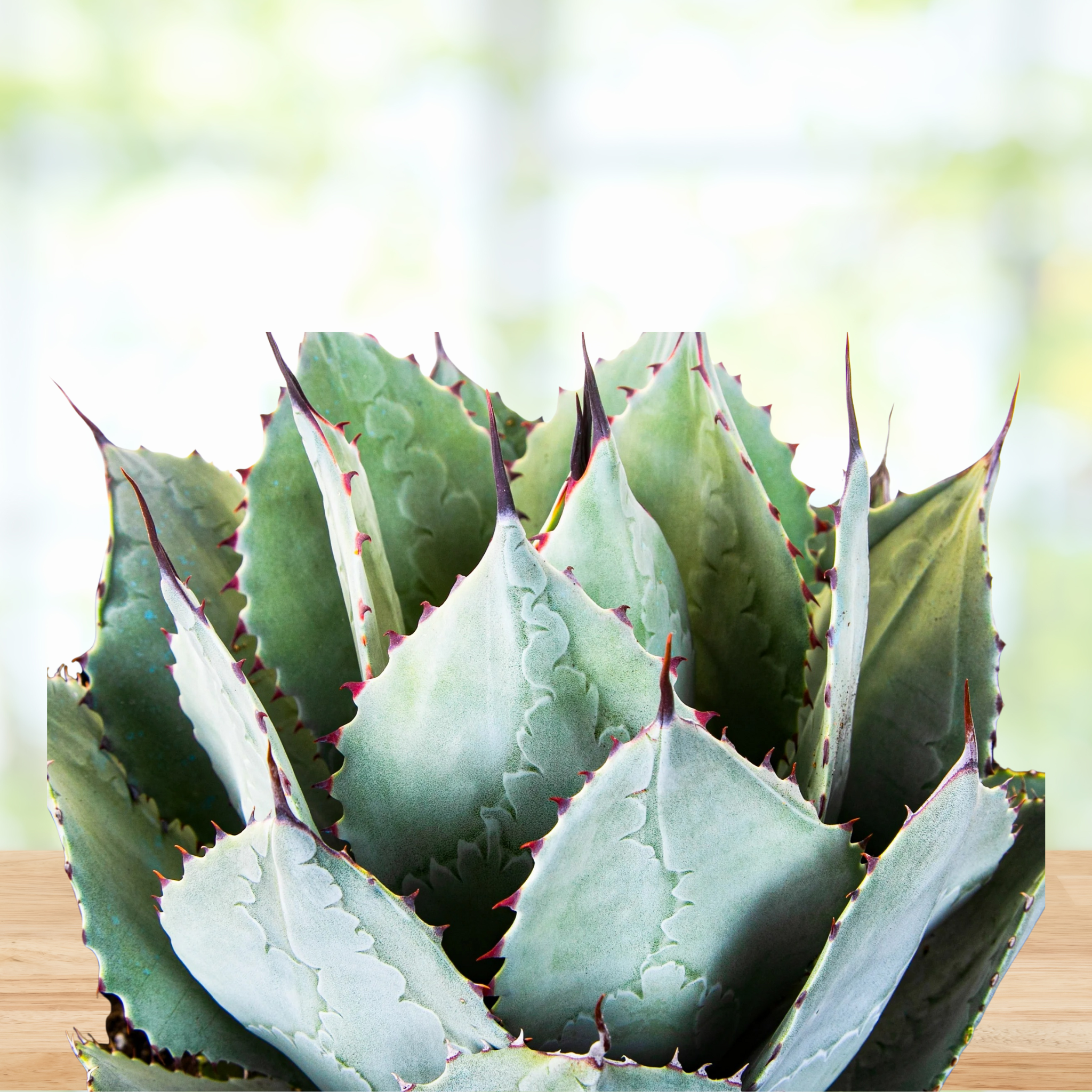 Agave Parryi Huachucensis