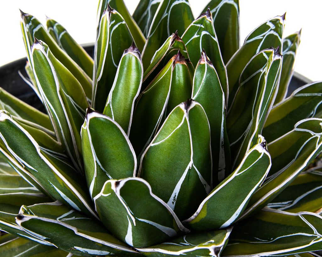 Variegated Queen Victoria Agave
