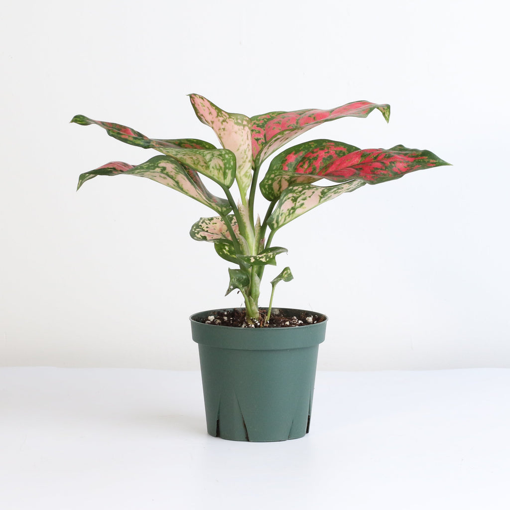 Aglaonema 'Wishes' Pink Plant