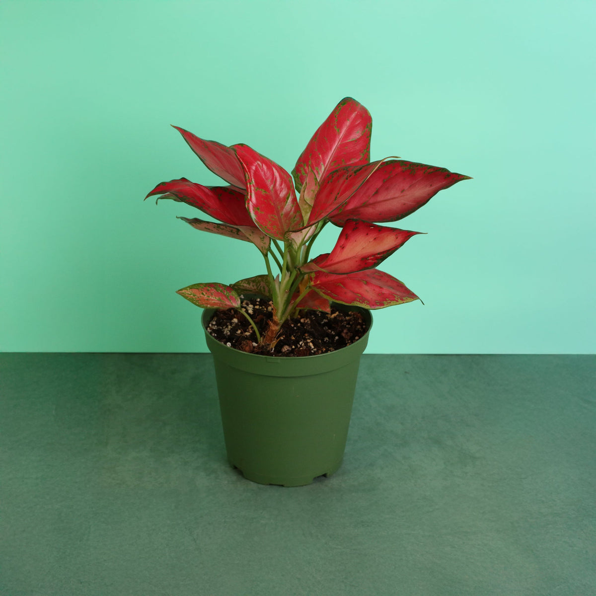 Aglaonema 'Wishes' Pink Plant