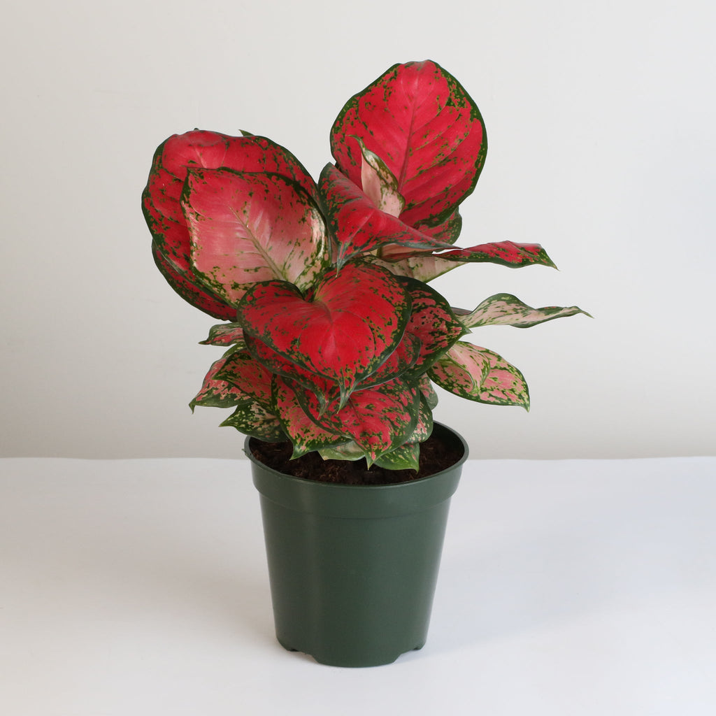 Aglaonema 'Wishes' Pink Plant