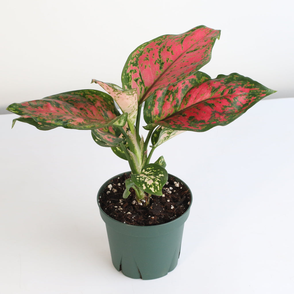 Aglaonema 'Wishes' Pink Plant
