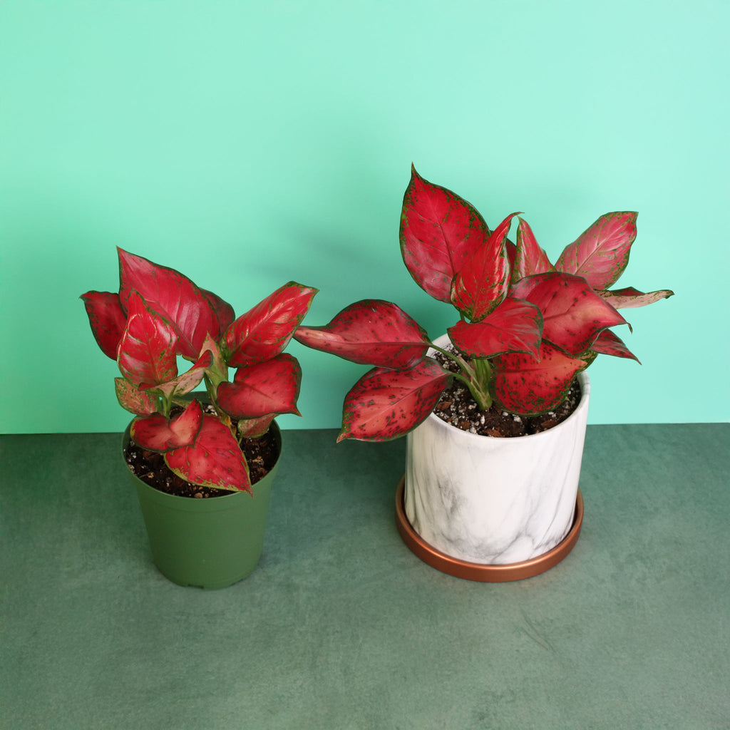 Aglaonema 'Wishes' Pink Plant