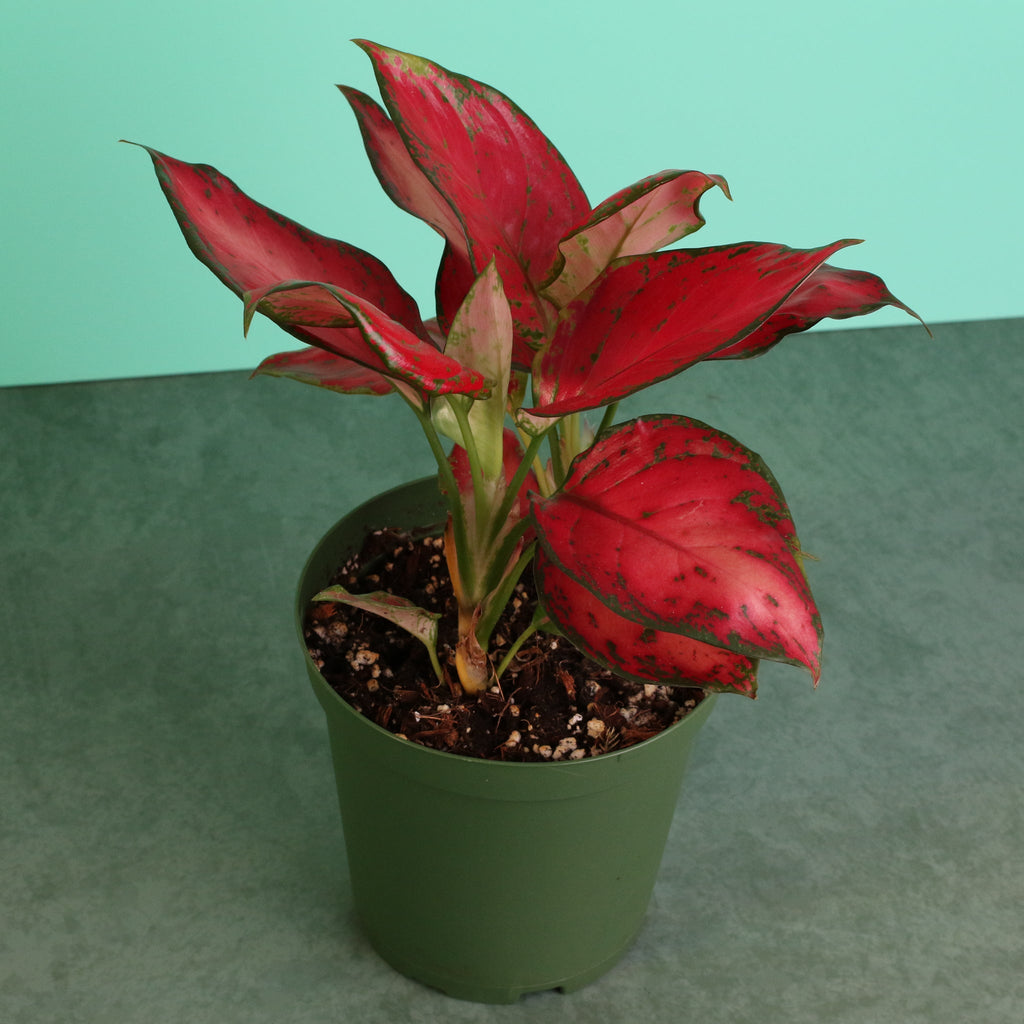Aglaonema 'Wishes' Pink Plant