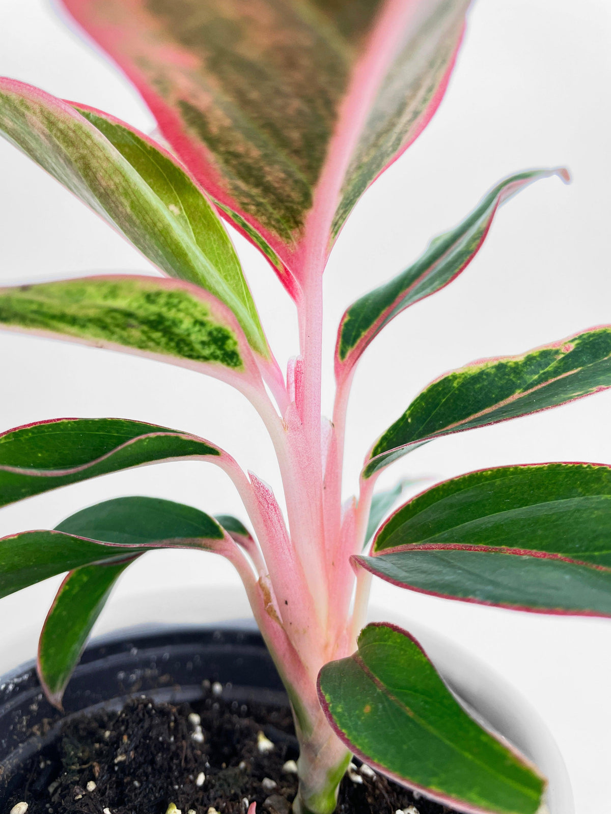 Aglaonema Chinese Evergreen Red Siam