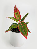 Aglaonema Chinese Evergreen Red Siam