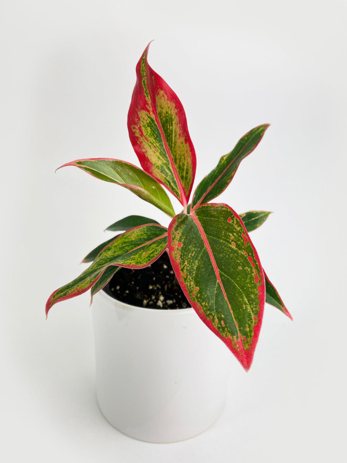 Aglaonema Chinese Evergreen Red Siam