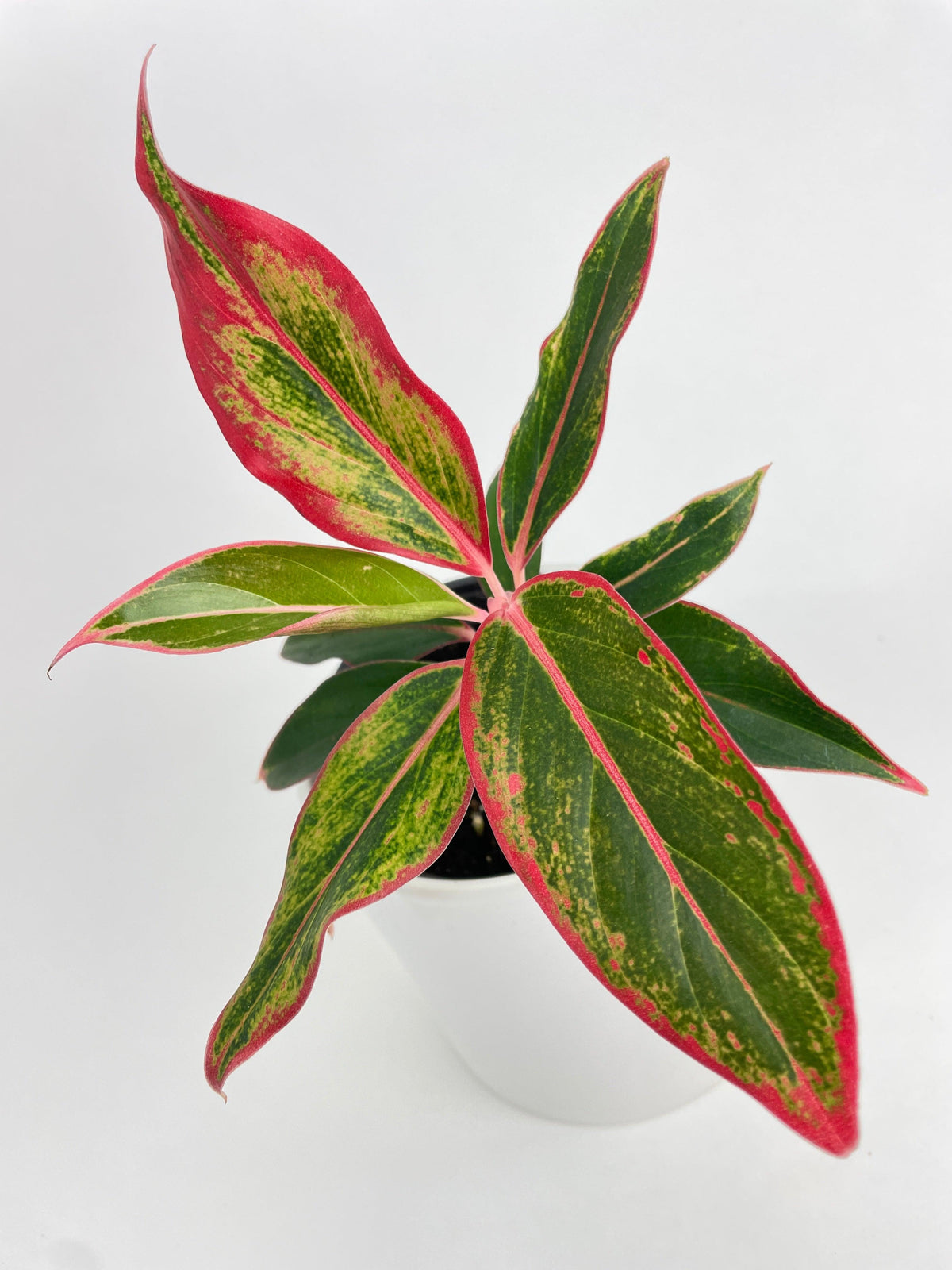 Aglaonema Chinese Evergreen Red Siam