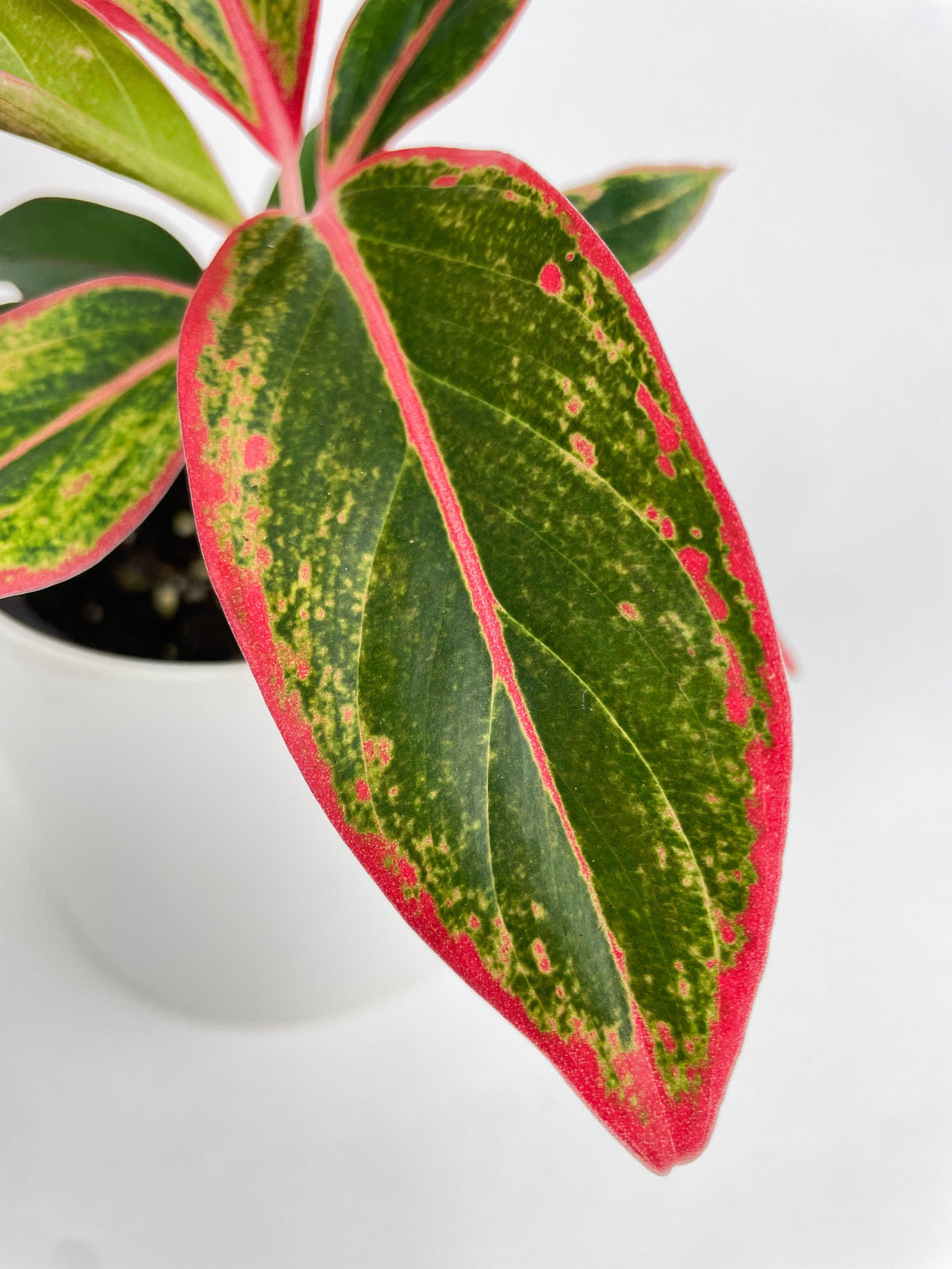 Aglaonema Chinese Evergreen Red Siam