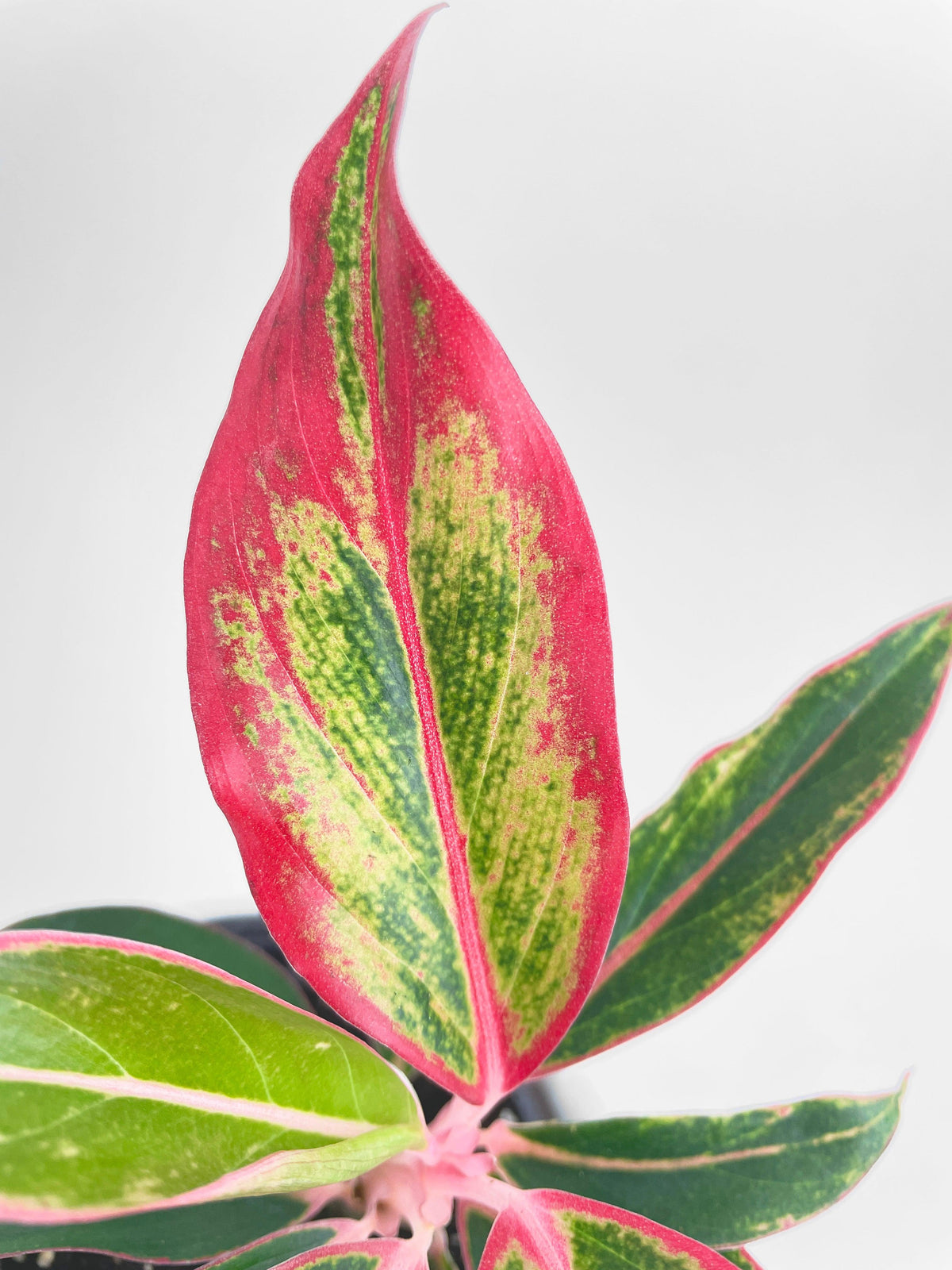Aglaonema Chinese Evergreen Red Siam
