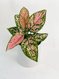 Aglaonema Cherry Anyanmanee 'Lady Valentine'