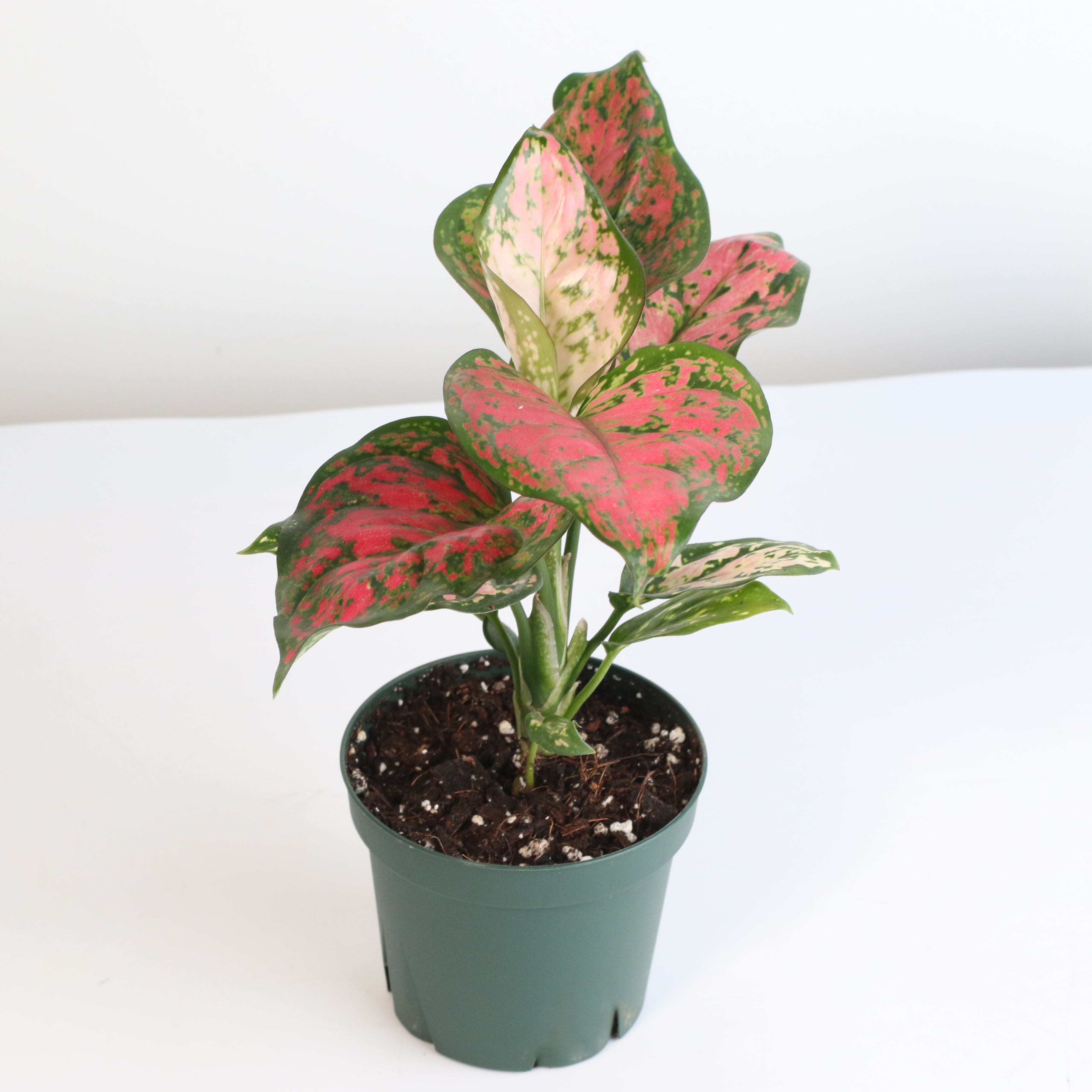 Aglaonema 'Wishes' Pink Plant